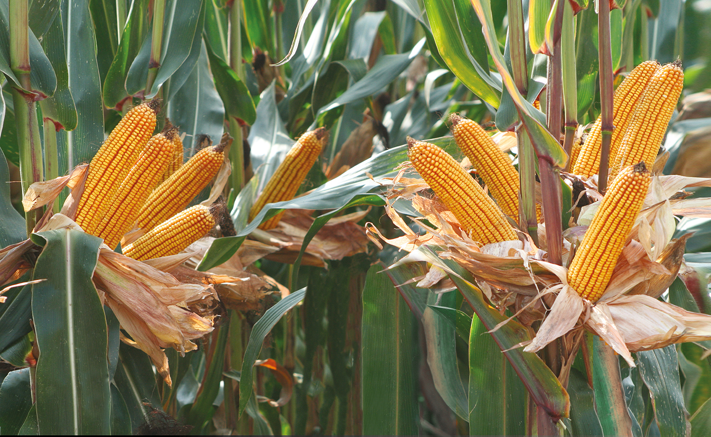 dati sul Sustainability project sul mais