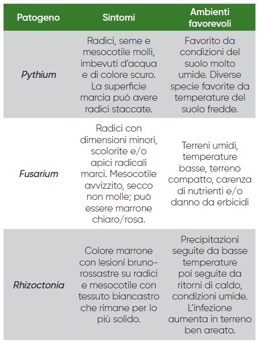 marciume del seme e della plantula di mais
