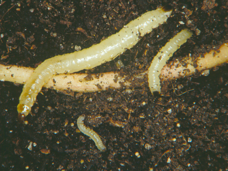 danni della diabrotica del mais