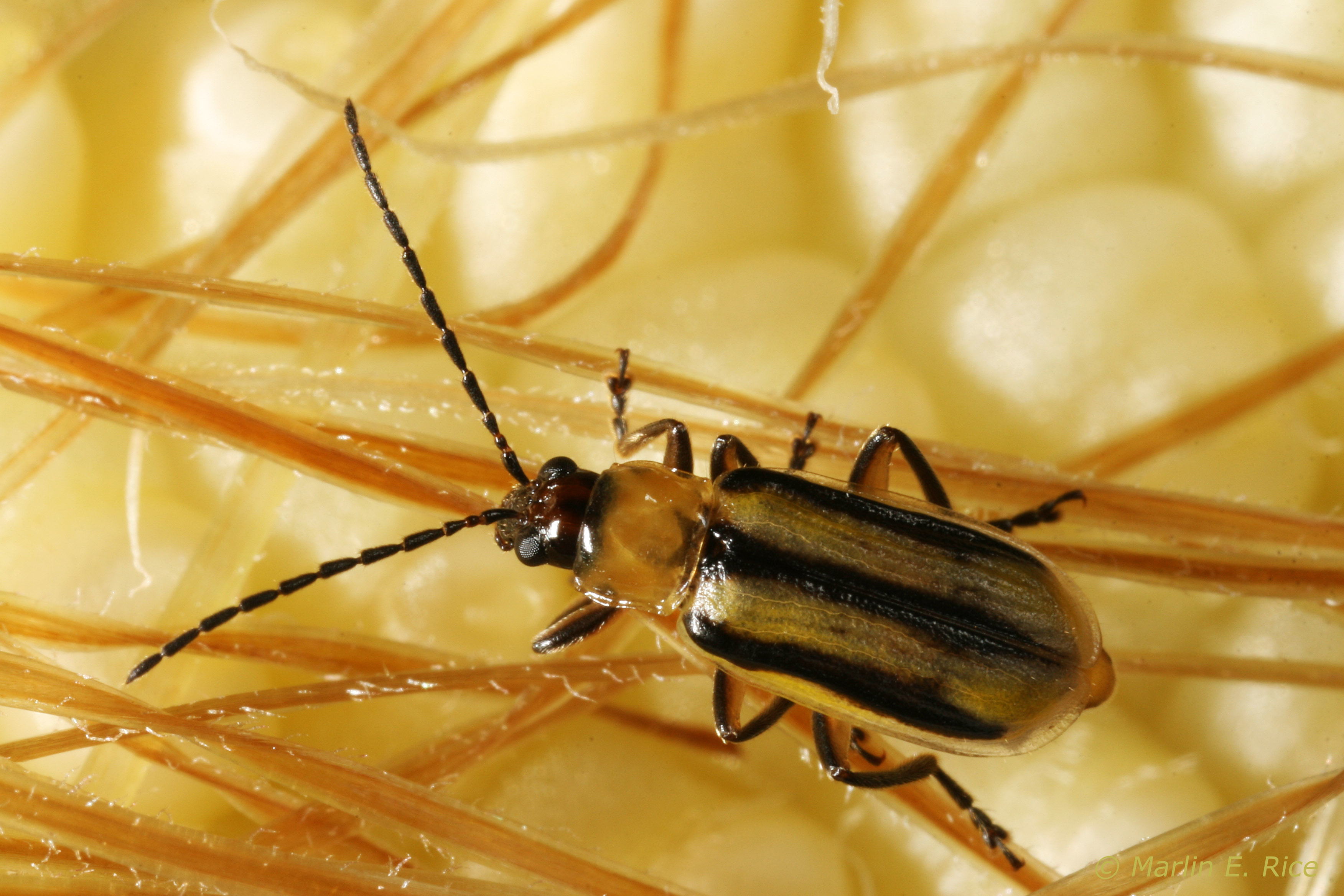 danni della diabrotica del mais