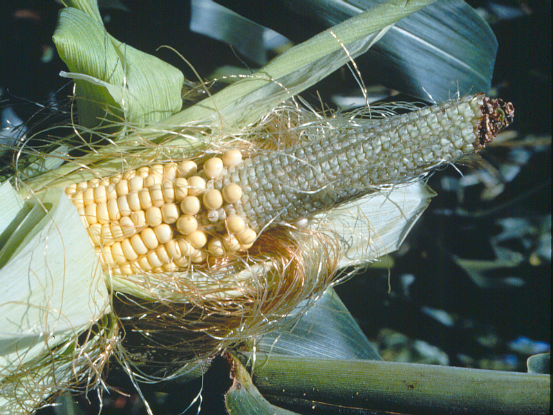 danni della diabrotica del mais